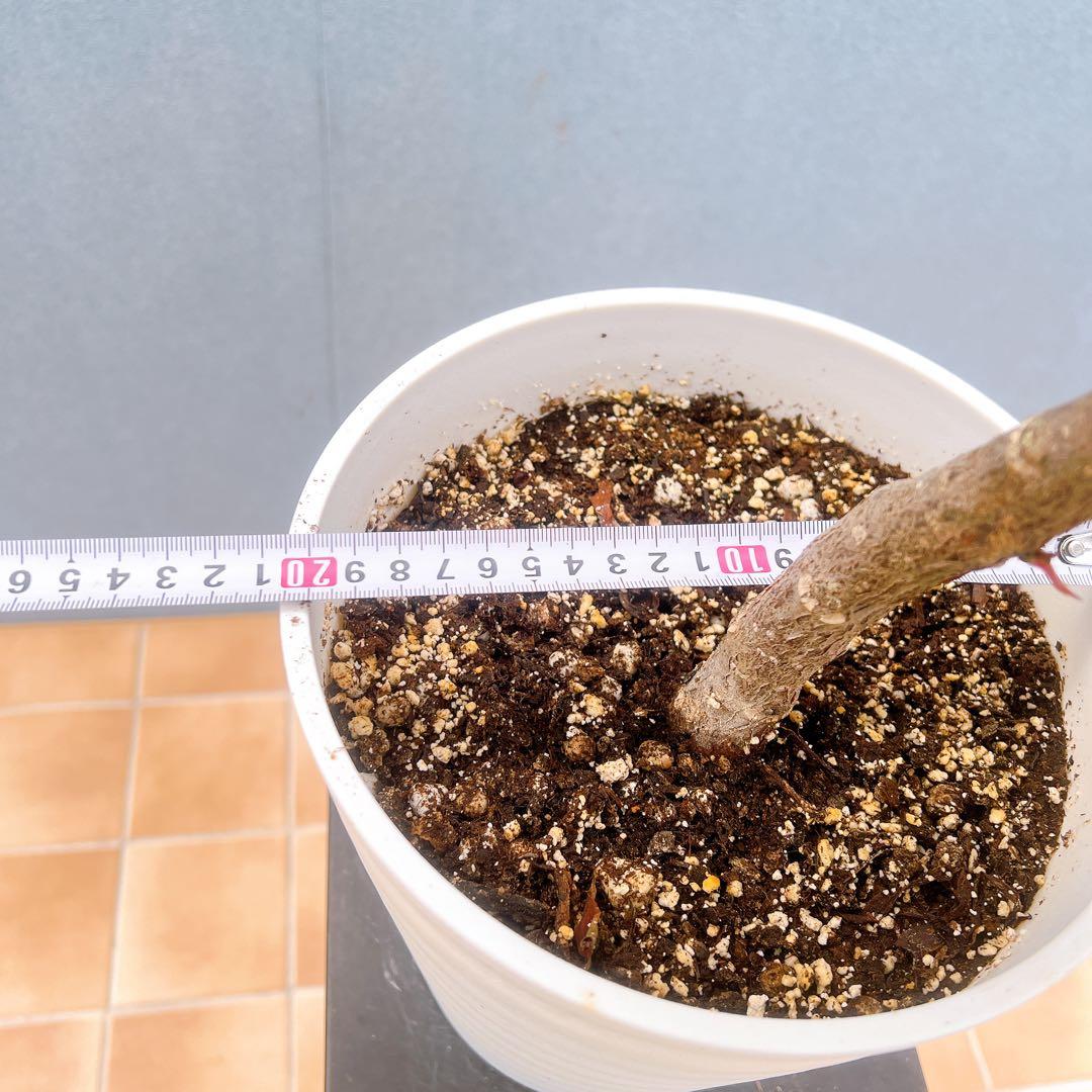 現品　フィカス　ゴムの木　ソフィア　4番　フィカスソフィア　観葉植物　インテリア