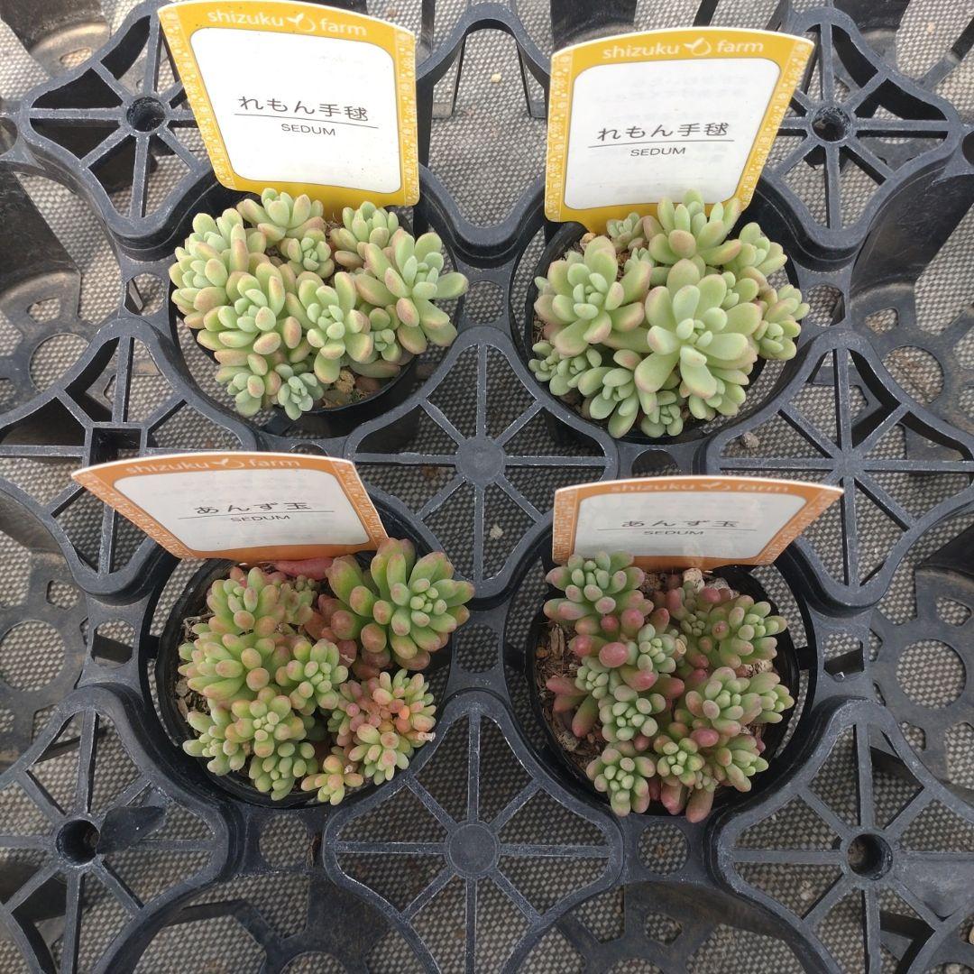 いちごさん専用