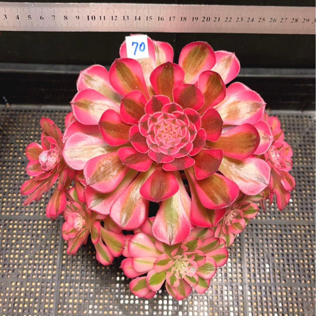 70#多肉植物アエオニウム錦❤️白月光❤️9頭23cm 鉢土付き出荷