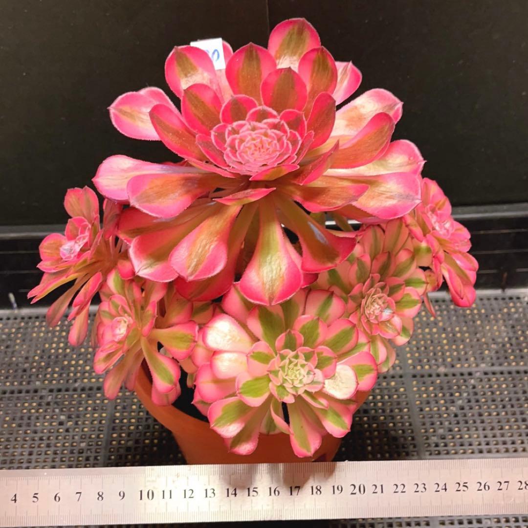 70#多肉植物アエオニウム錦❤️白月光❤️9頭23cm 鉢土付き出荷