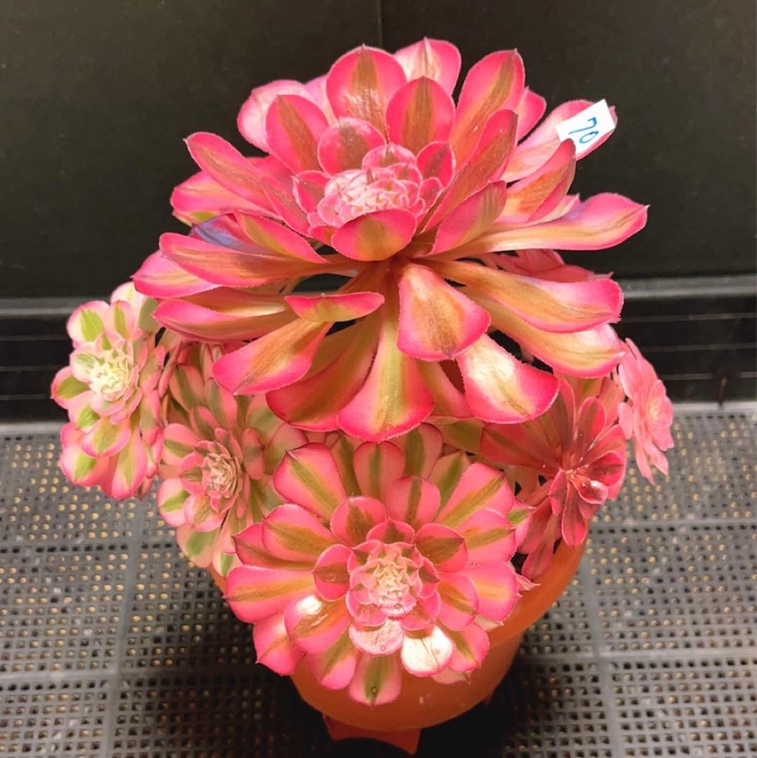 70#多肉植物アエオニウム錦❤️白月光❤️9頭23cm 鉢土付き出荷