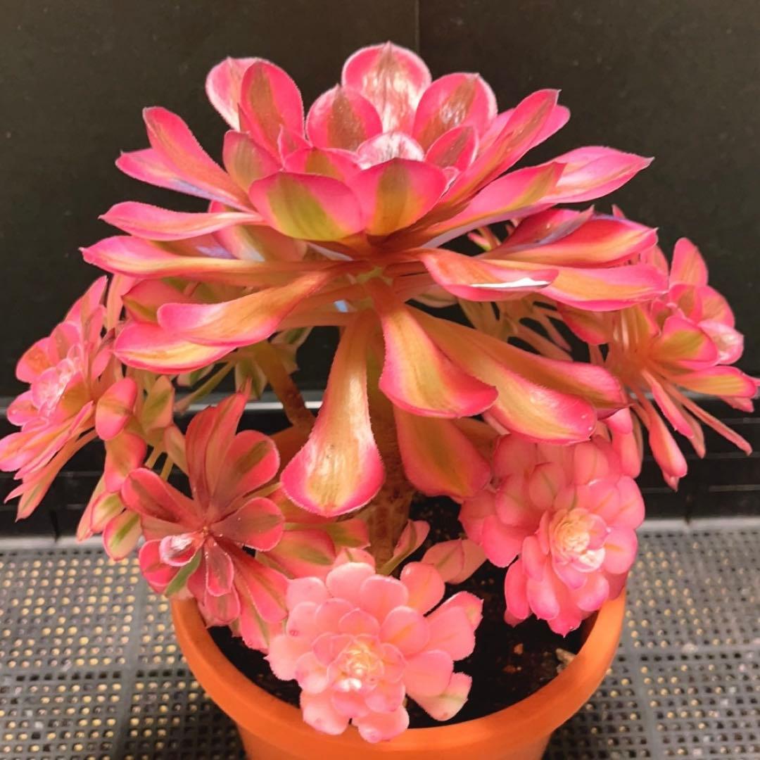 70#多肉植物アエオニウム錦❤️白月光❤️9頭23cm 鉢土付き出荷