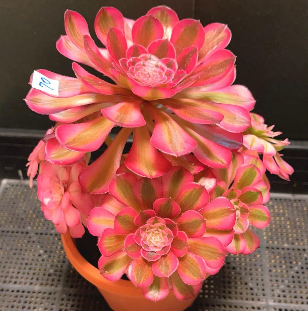 70#多肉植物アエオニウム錦❤️白月光❤️9頭23cm 鉢土付き出荷