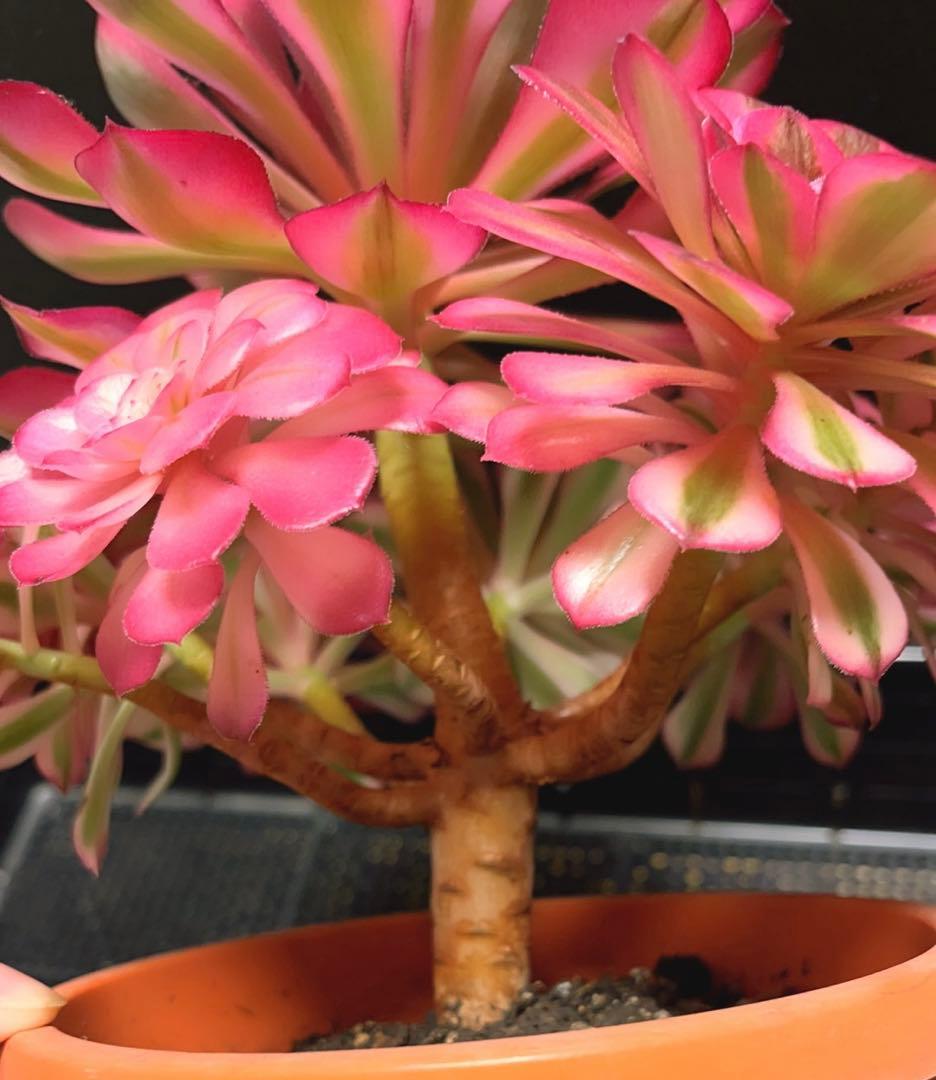 70#多肉植物アエオニウム錦❤️白月光❤️9頭23cm 鉢土付き出荷