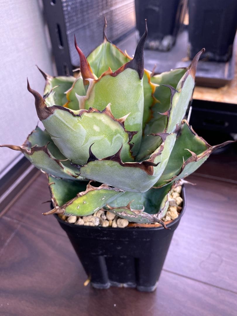 アガベ　チタノタ　BB ライムエッジ　薄覆輪斑