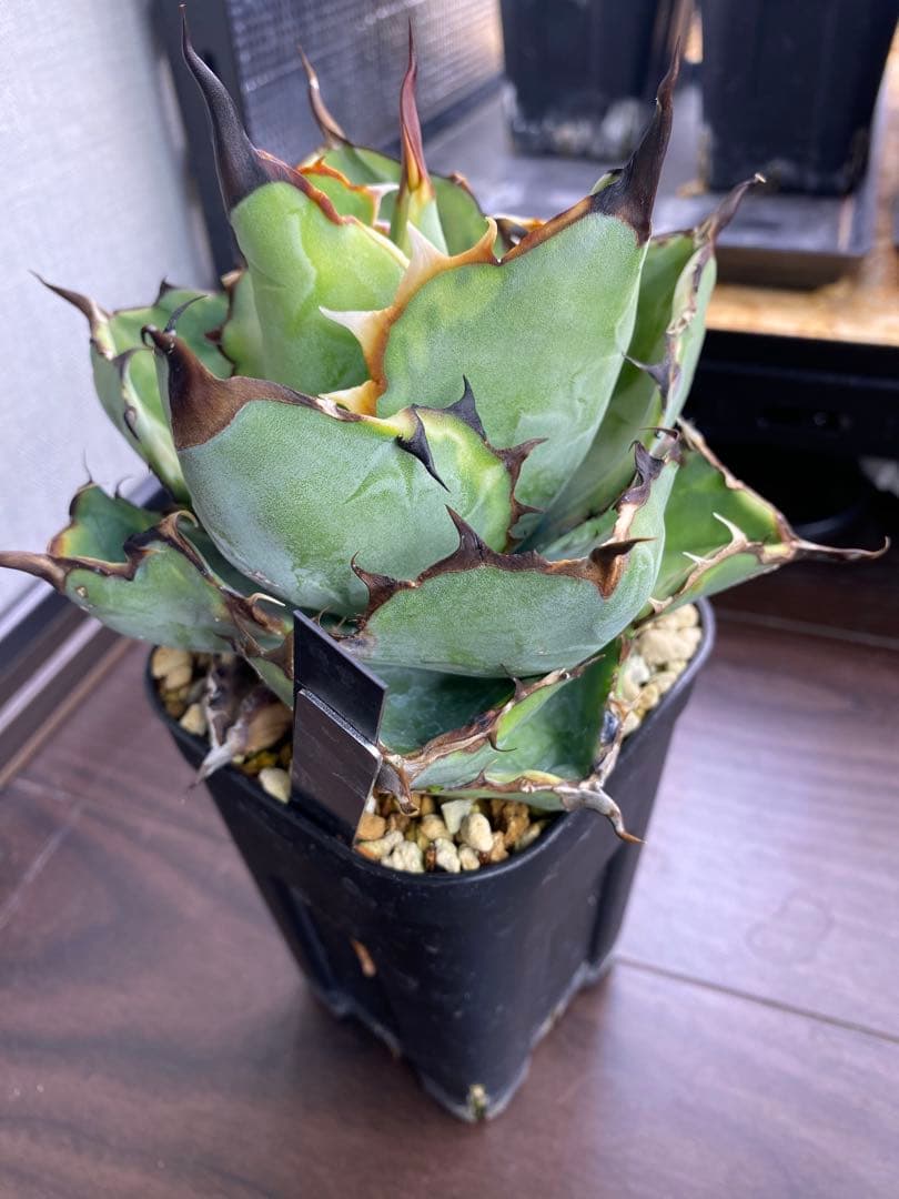 アガベ　チタノタ　BB ライムエッジ　薄覆輪斑