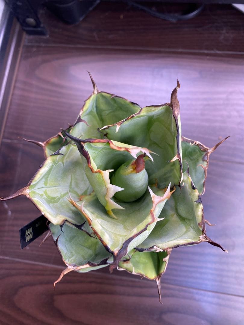 アガベ　チタノタ　BB ライムエッジ　薄覆輪斑