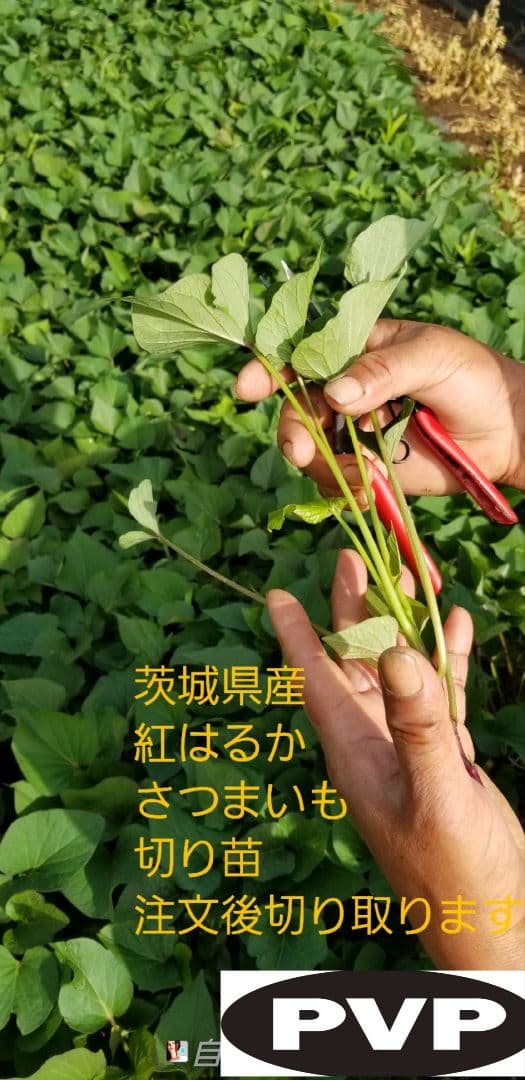 100本3月中旬発送分茨城県産紅はるかさつまいも苗ウイルスフリー