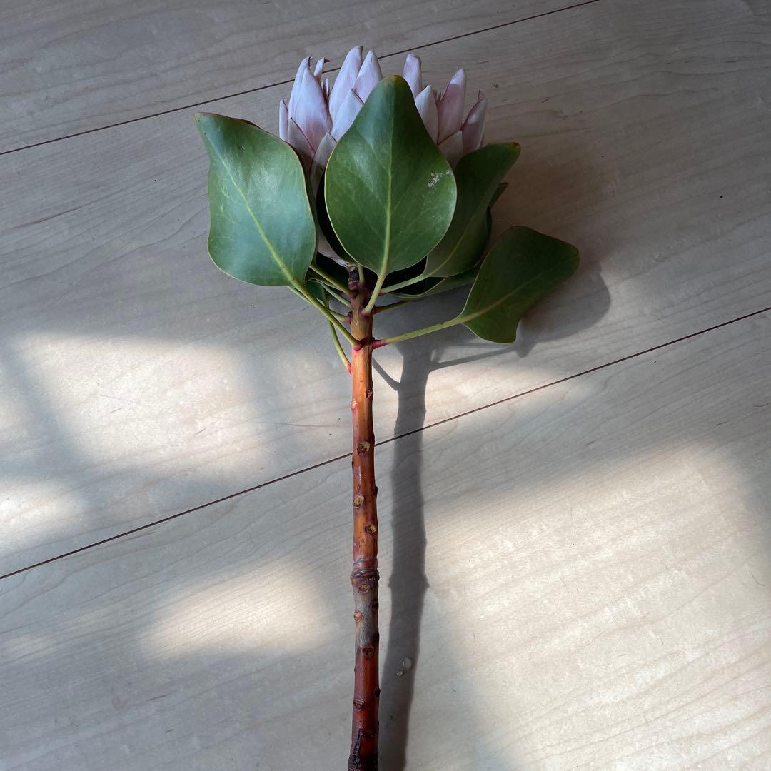 ＊キングプロテアピンク＊1本売り＊生花＊