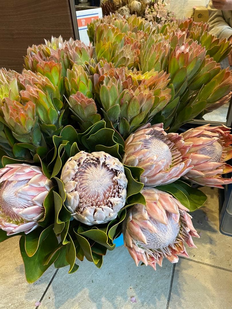 ＊キングプロテアピンク＊1本売り＊生花＊