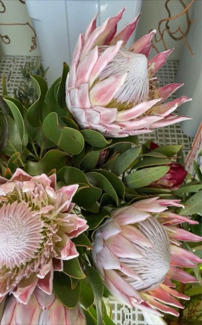 ＊キングプロテアピンク＊1本売り＊生花＊