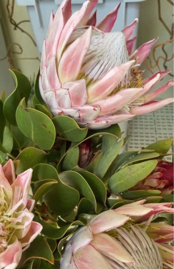 ＊キングプロテアピンク＊1本売り＊生花＊