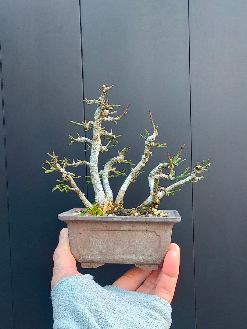 ミニ盆栽。小真弓寄せ植え。