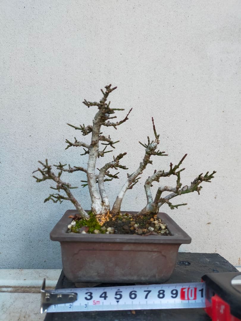 ミニ盆栽。小真弓寄せ植え。