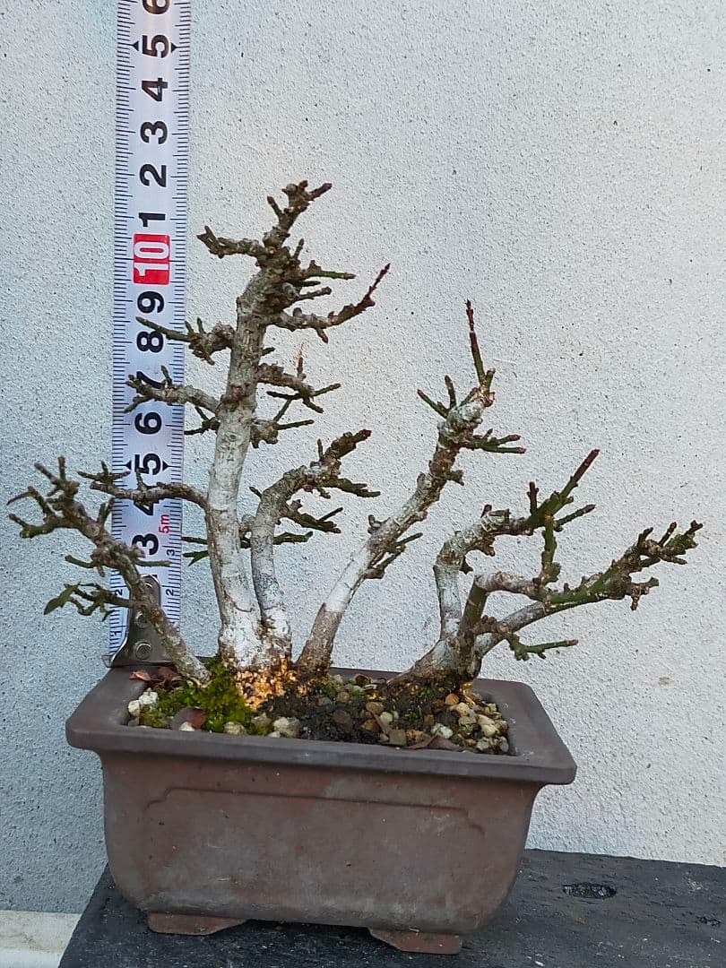 ミニ盆栽。小真弓寄せ植え。