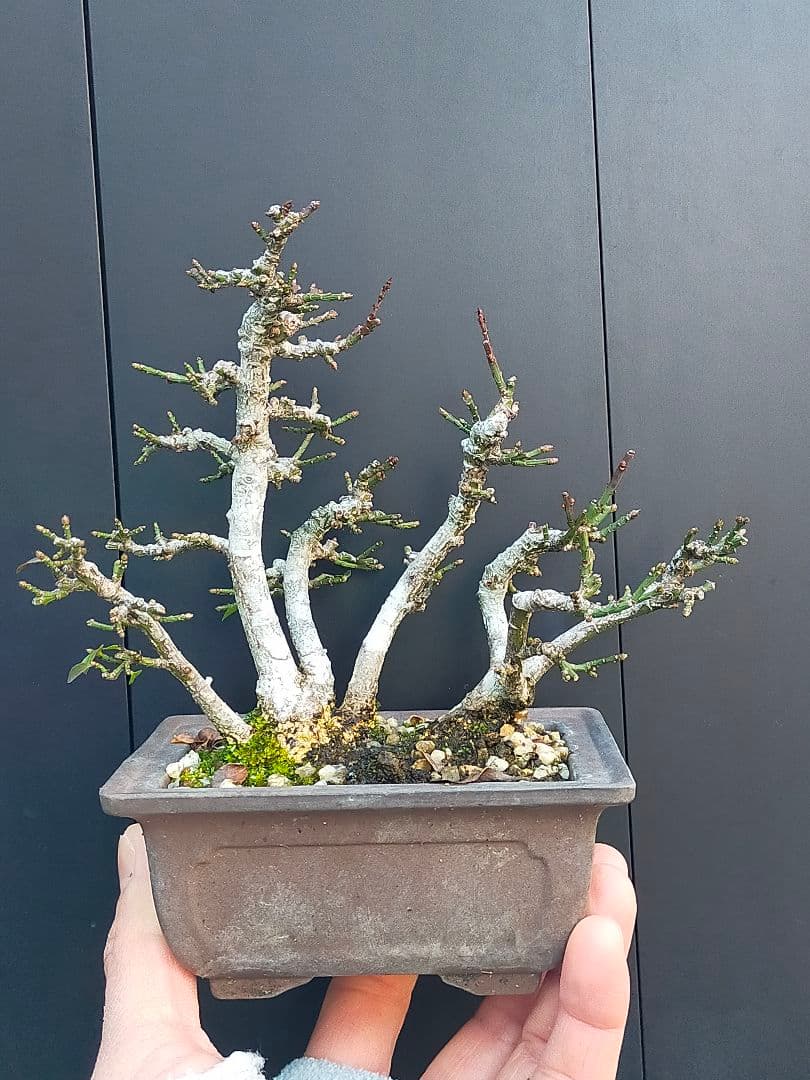 ミニ盆栽。小真弓寄せ植え。