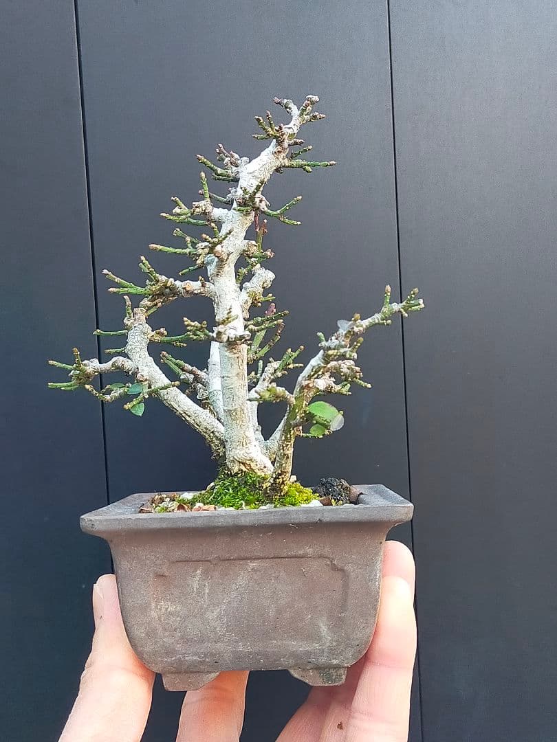 ミニ盆栽。小真弓寄せ植え。