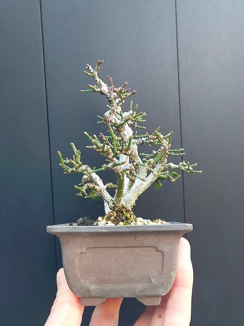 ミニ盆栽。小真弓寄せ植え。