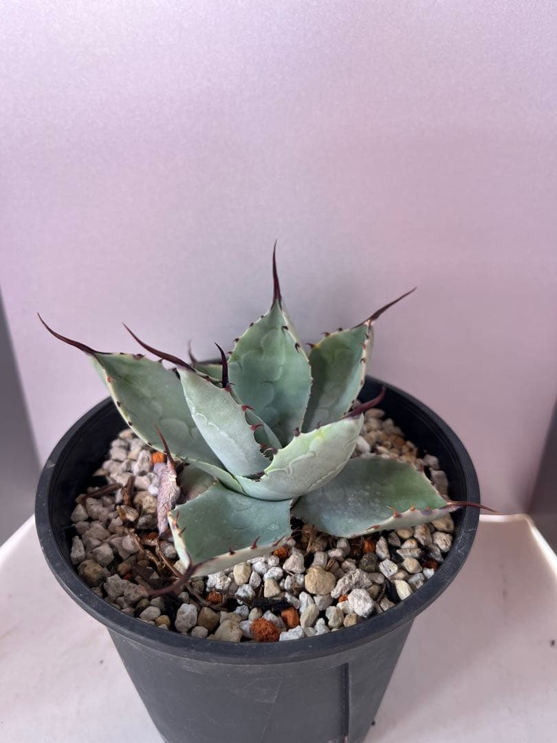 アガベ ハイブリッド　トランカータ×オバティフォリア　'Vanzie'