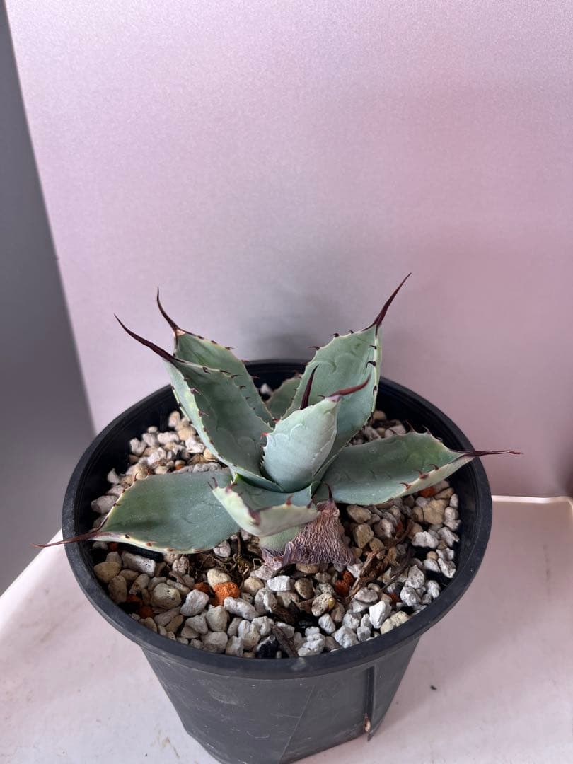 アガベ ハイブリッド　トランカータ×オバティフォリア　'Vanzie'