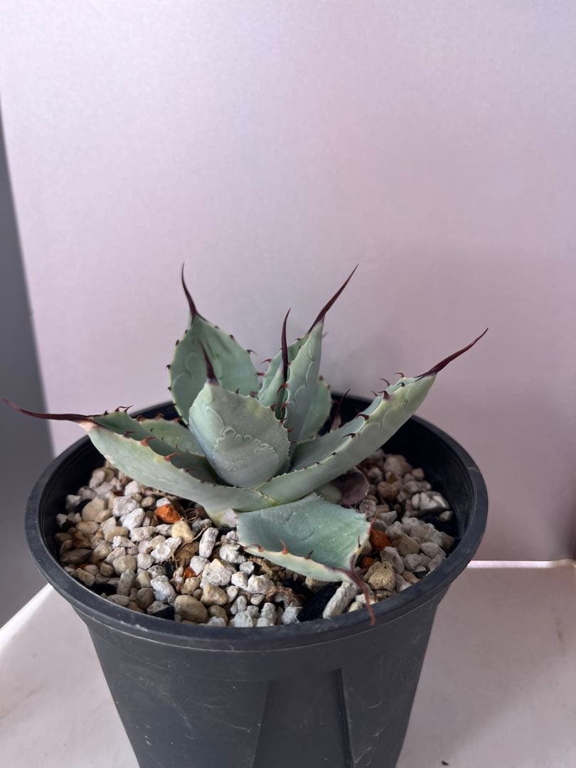 アガベ ハイブリッド　トランカータ×オバティフォリア　'Vanzie'