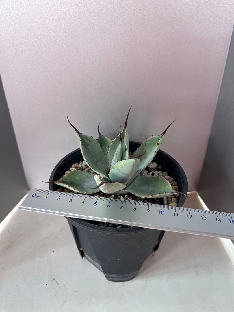 アガベ ハイブリッド　トランカータ×オバティフォリア　'Vanzie'