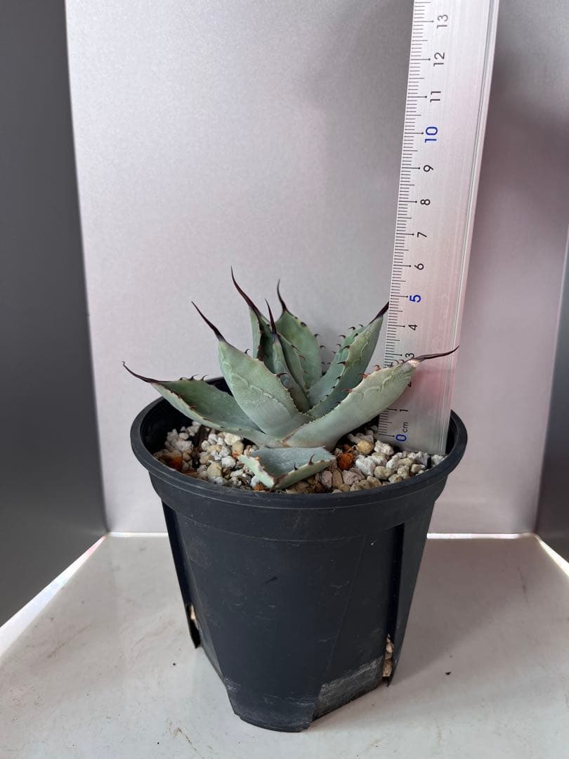 アガベ ハイブリッド　トランカータ×オバティフォリア　'Vanzie'