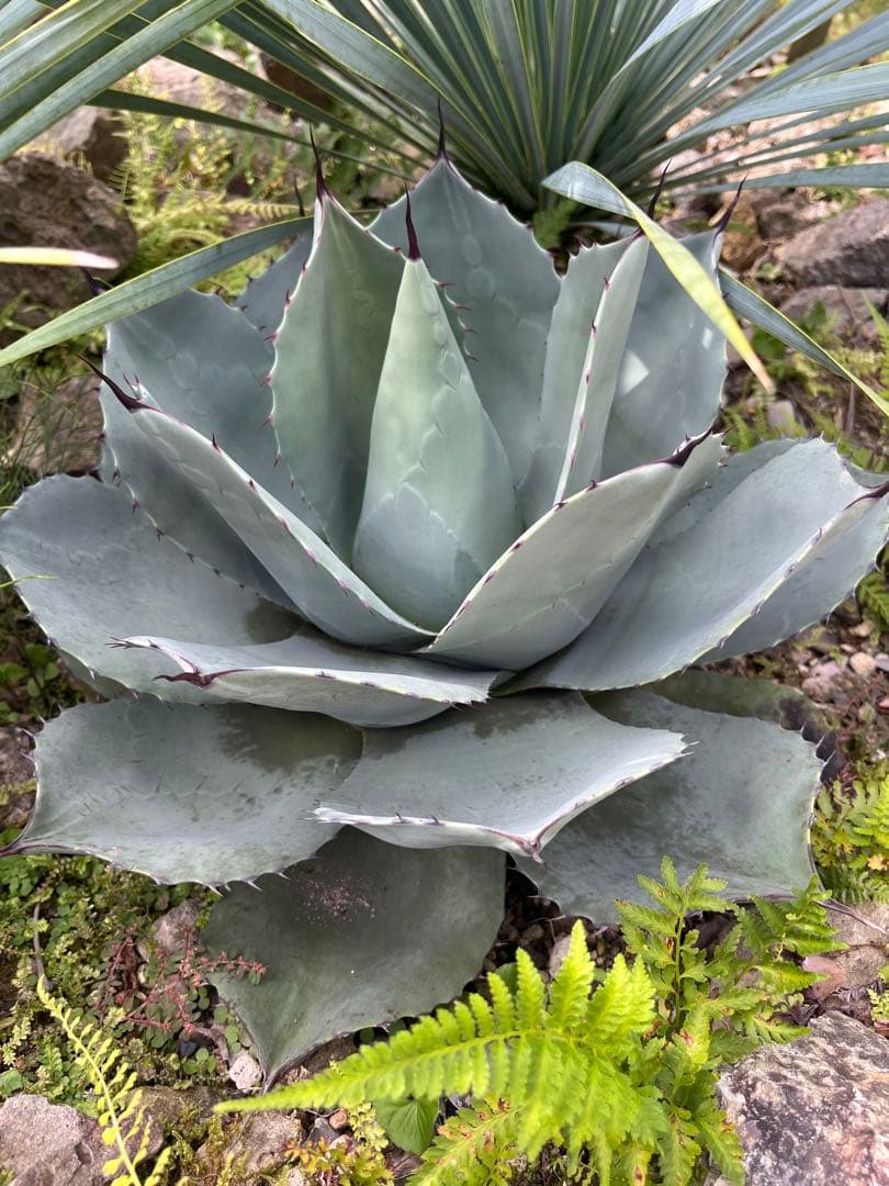 アガベ ハイブリッド　トランカータ×オバティフォリア　'Vanzie'