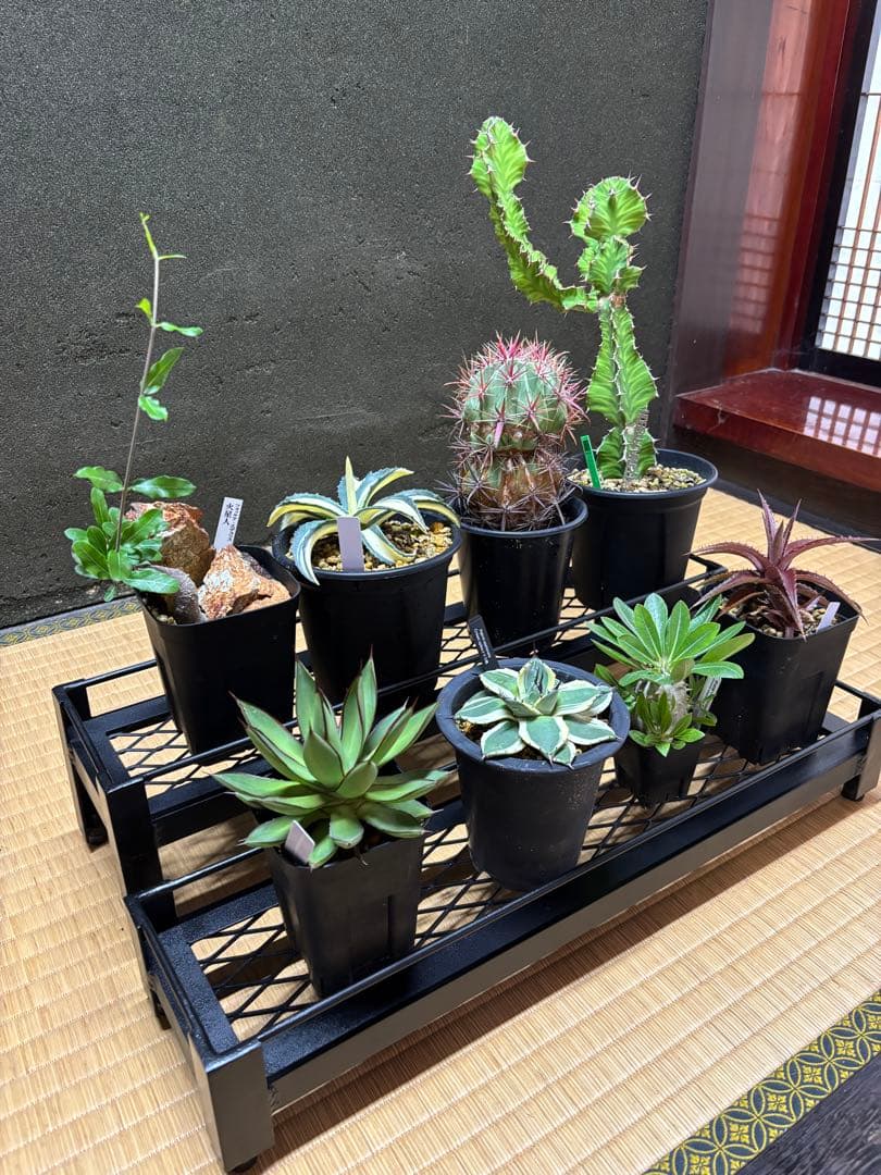 ［落下防止バー付］インダストリアルアイアン棚　植物棚