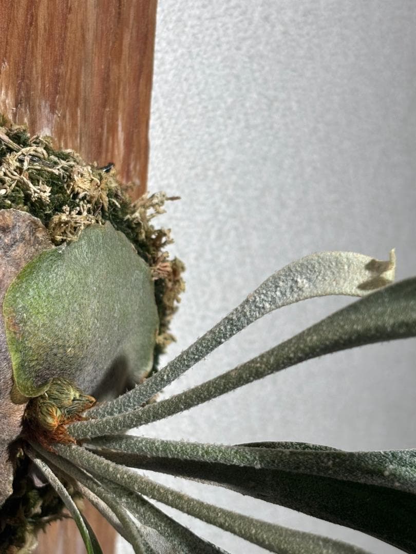 【３/26まで限定特価】マウントルイス：P. Mt.Lewis (spore)