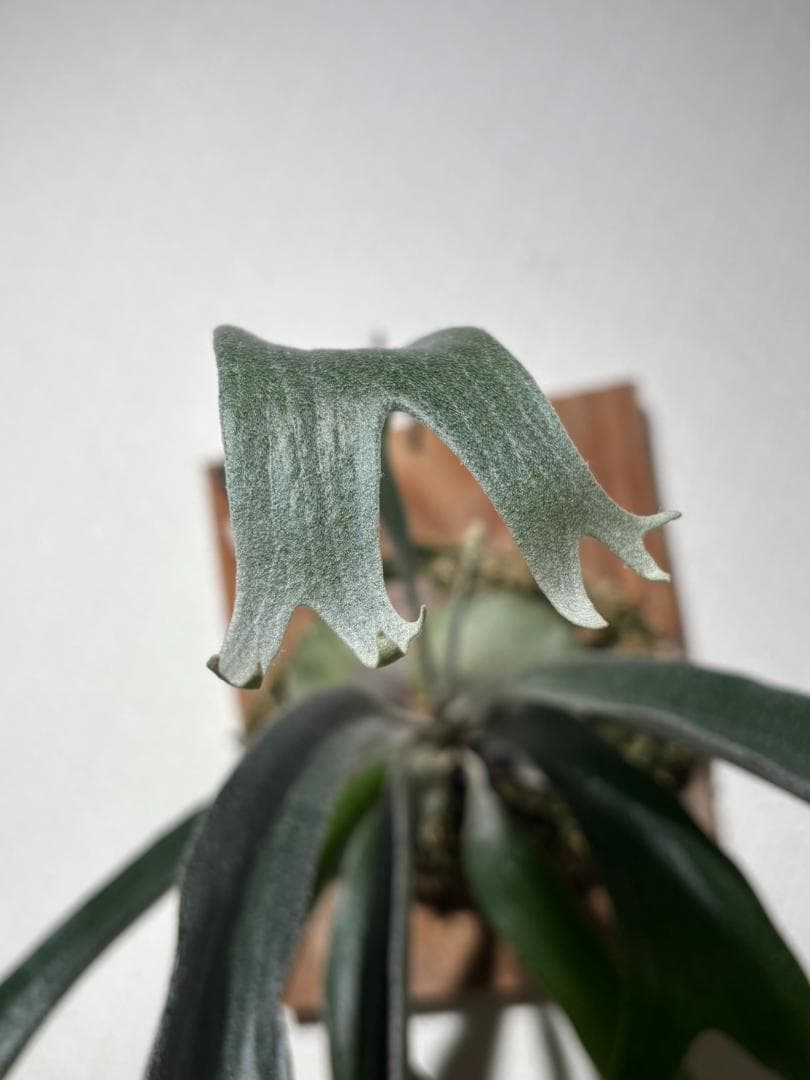 【３/26まで限定特価】マウントルイス：P. Mt.Lewis (spore)