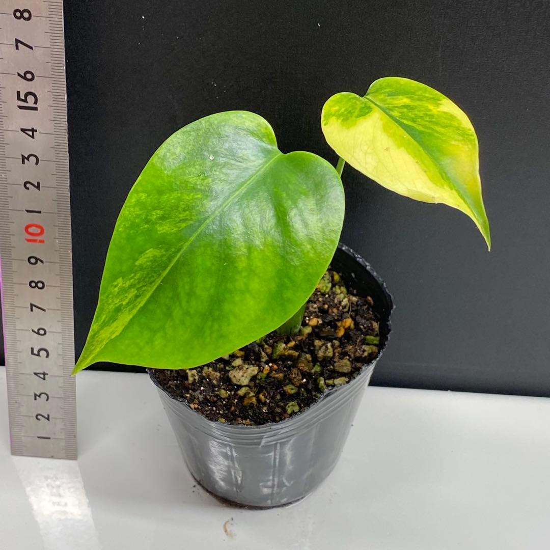 さ*ち様 モンステラ　イエローマリリン　クリームブリュレ　2株セット　組織培養