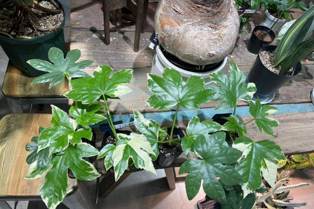 専用。おまとめ