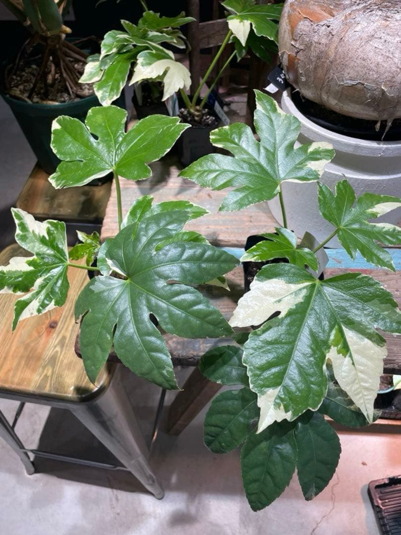 専用。おまとめ