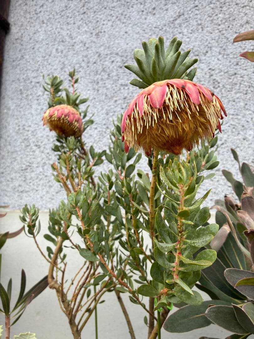 希少 プロテア サルフレア 2本 フレッシュ 切り花