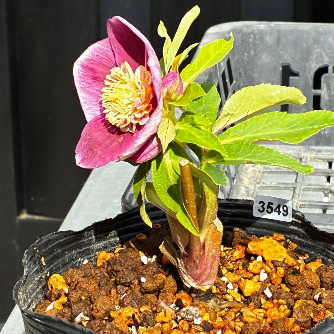 植*鑑様 3549☘️蕾花付☘️SD⭐️超可愛ネク⭐️極上発色⭐️紅ピンクオーレ