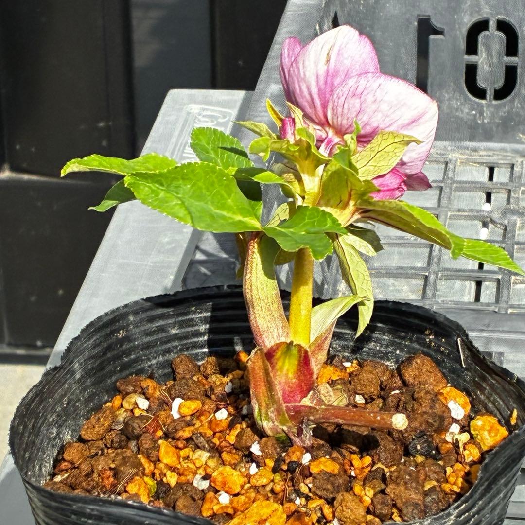 植*鑑様 3549☘️蕾花付☘️SD⭐️超可愛ネク⭐️極上発色⭐️紅ピンクオーレ