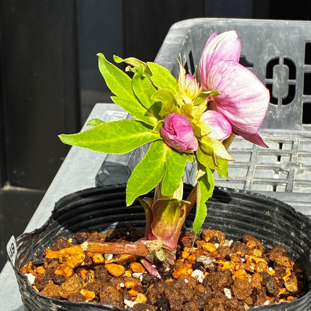 植*鑑様 3549☘️蕾花付☘️SD⭐️超可愛ネク⭐️極上発色⭐️紅ピンクオーレ