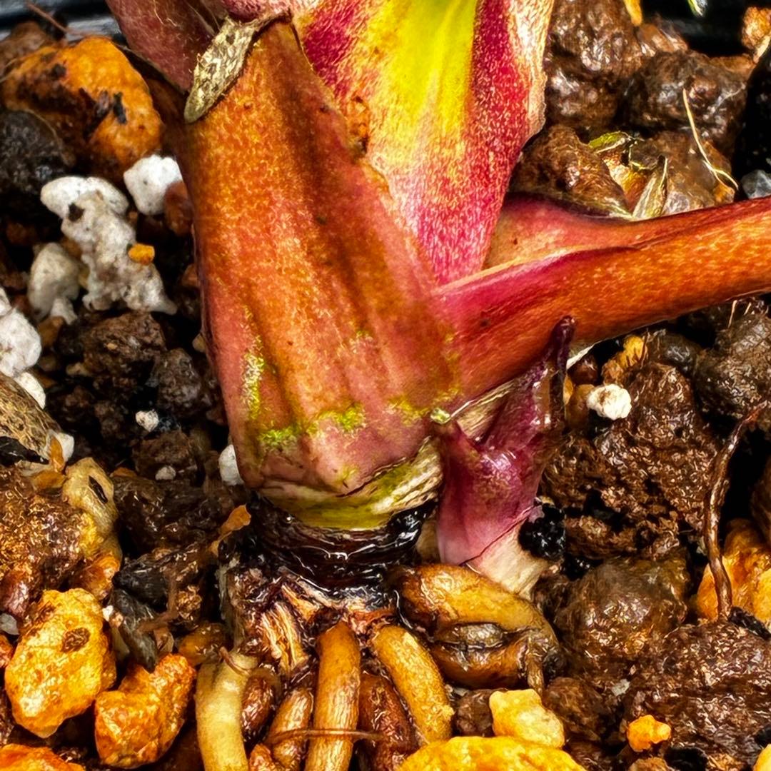 植*鑑様 3549☘️蕾花付☘️SD⭐️超可愛ネク⭐️極上発色⭐️紅ピンクオーレ