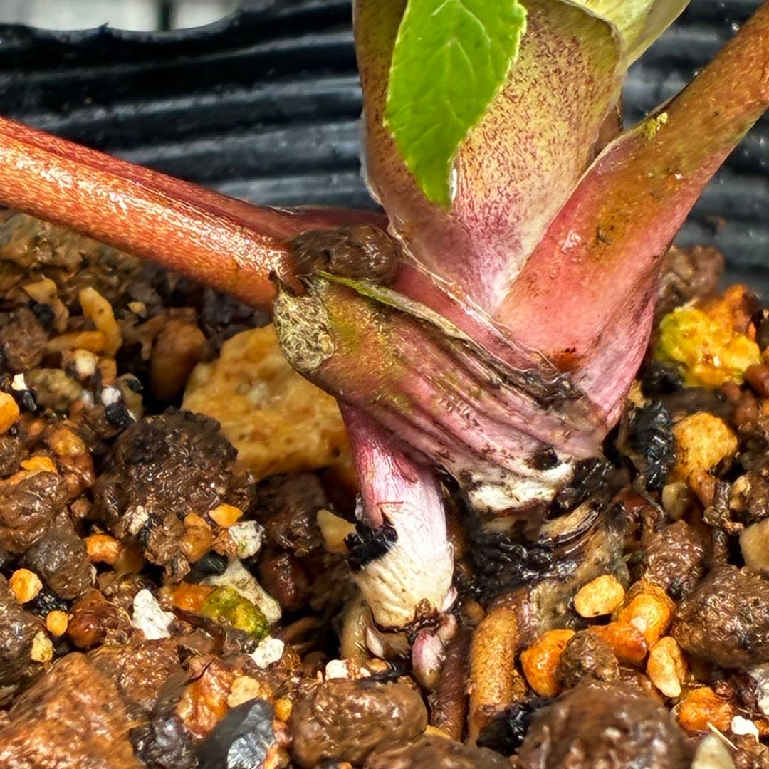 植*鑑様 3549☘️蕾花付☘️SD⭐️超可愛ネク⭐️極上発色⭐️紅ピンクオーレ