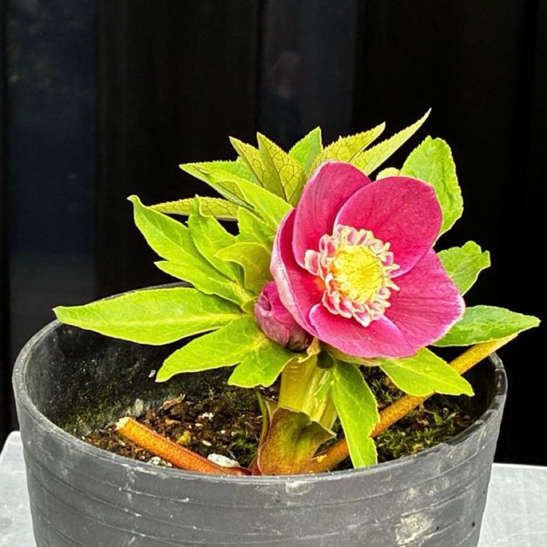 植*鑑様 3549☘️蕾花付☘️SD⭐️超可愛ネク⭐️極上発色⭐️紅ピンクオーレ