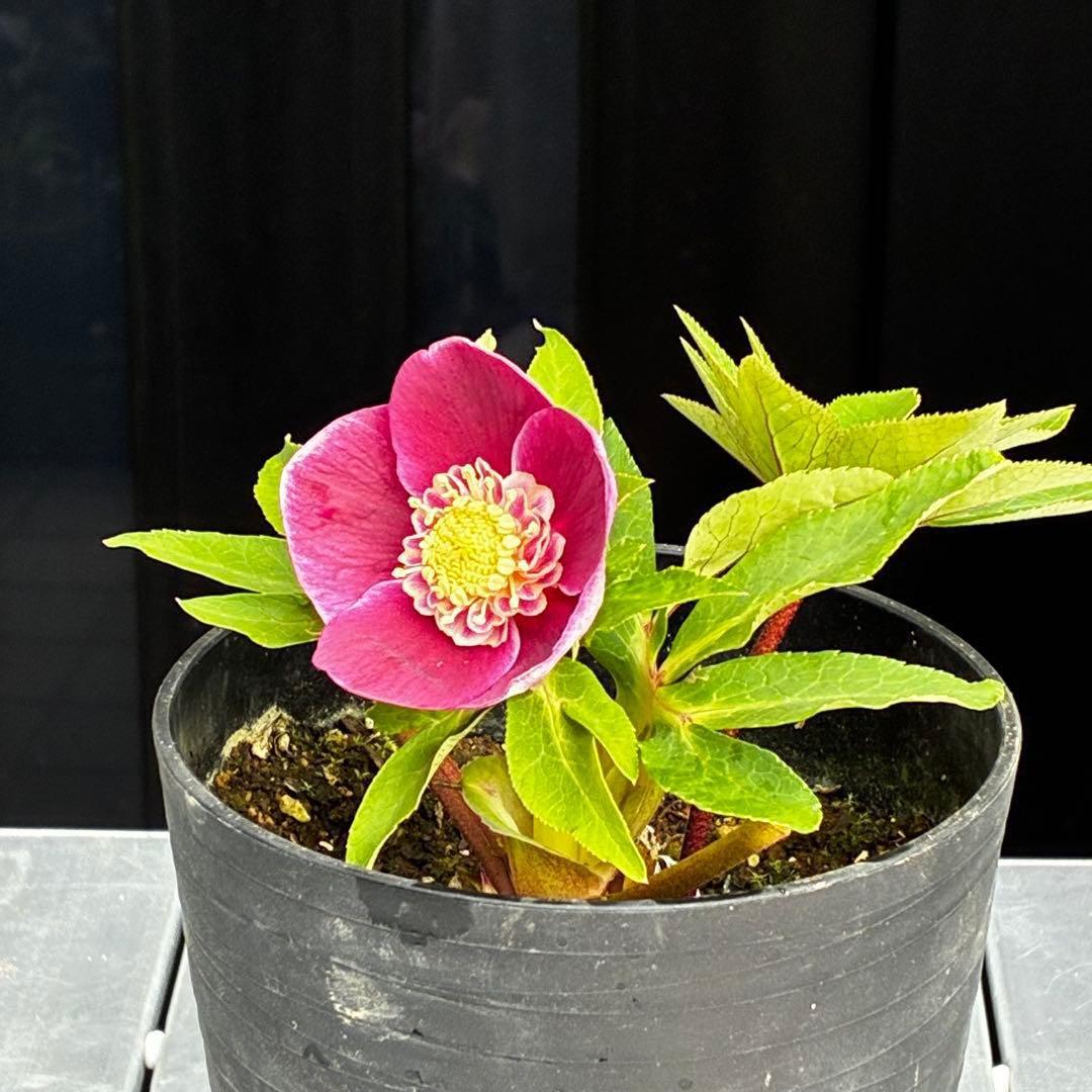 植*鑑様 3549☘️蕾花付☘️SD⭐️超可愛ネク⭐️極上発色⭐️紅ピンクオーレ