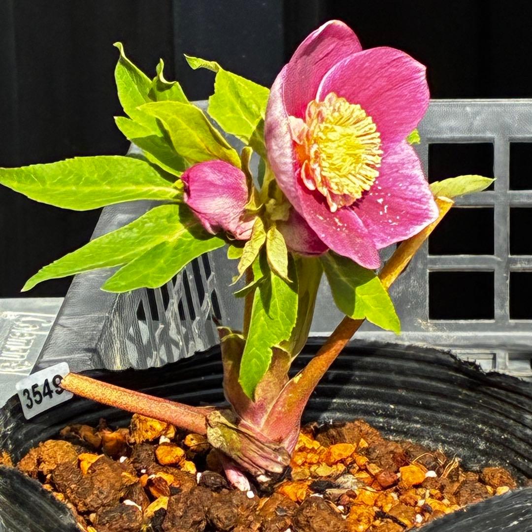 植*鑑様 3549☘️蕾花付☘️SD⭐️超可愛ネク⭐️極上発色⭐️紅ピンクオーレ