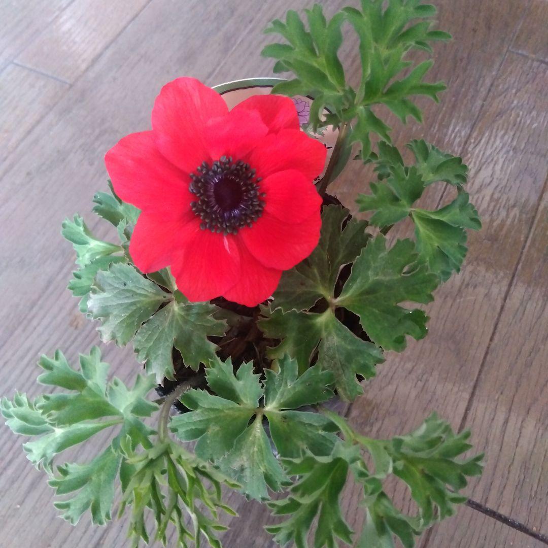 原種タグ付きアネモネパブニナ2苗 白赤登録品種