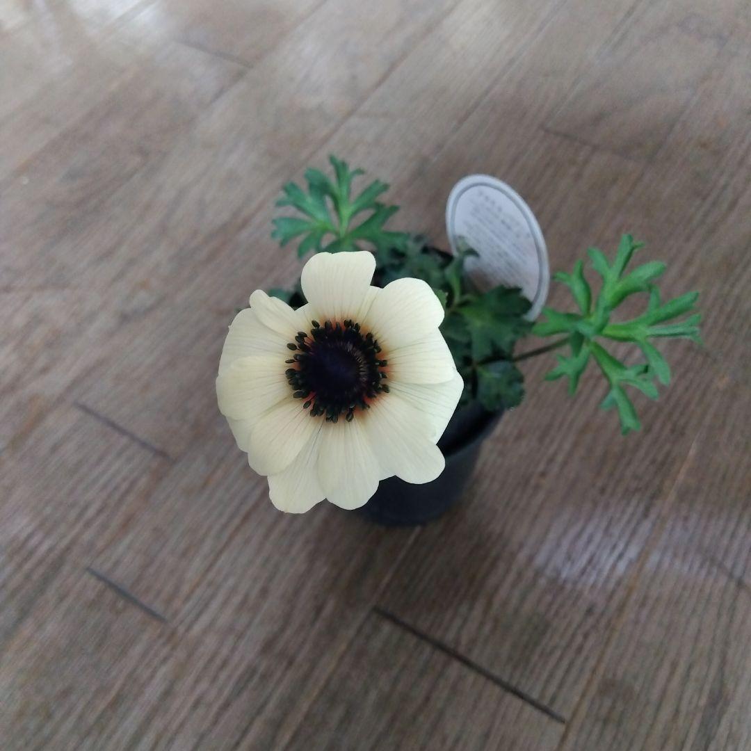 原種タグ付きアネモネパブニナ2苗 白赤登録品種