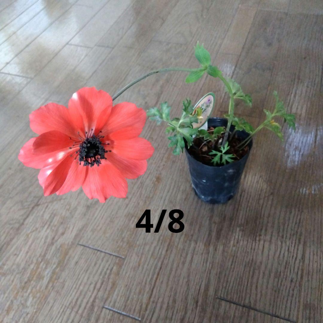 原種タグ付きアネモネパブニナ2苗 白赤登録品種