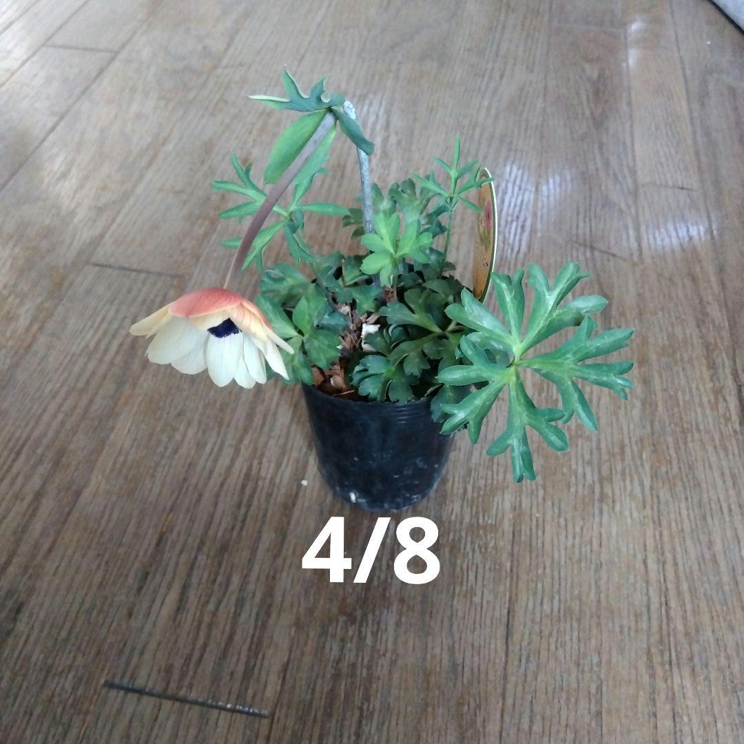 原種タグ付きアネモネパブニナ2苗 白赤登録品種