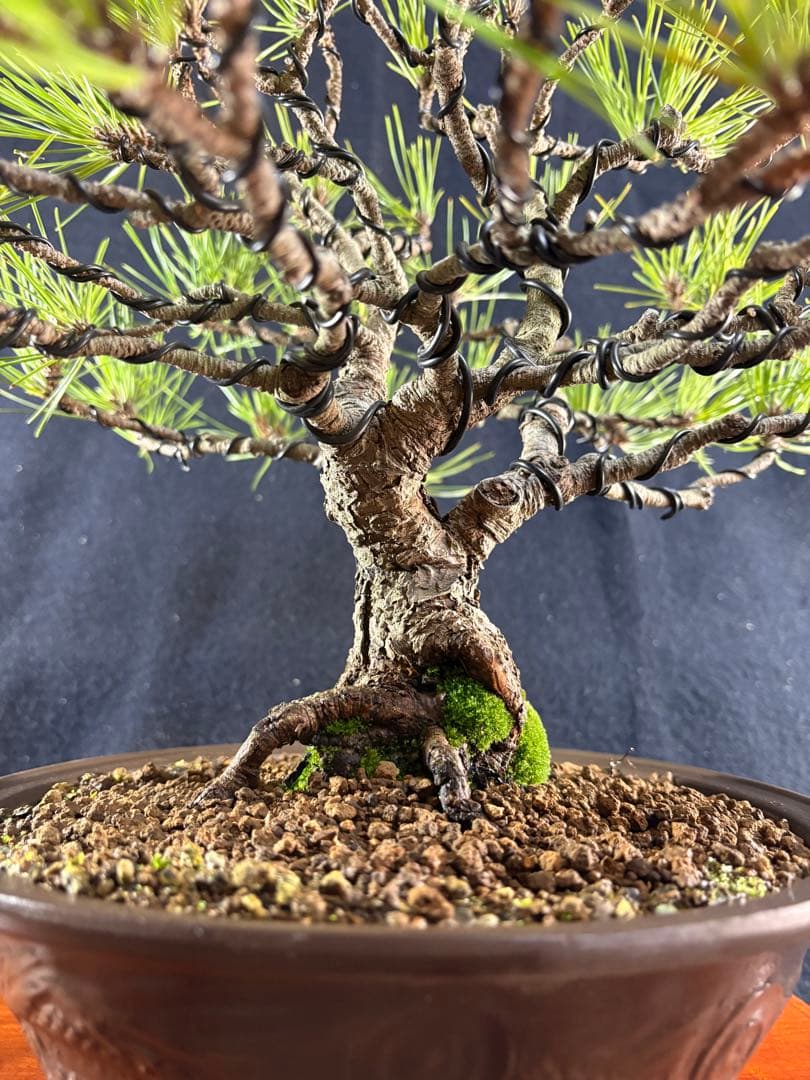 貴風盆栽、黒松、模様木(幹太) やや傷や汚れあり