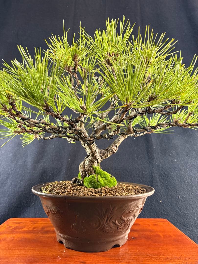 貴風盆栽、黒松、模様木(幹太) やや傷や汚れあり