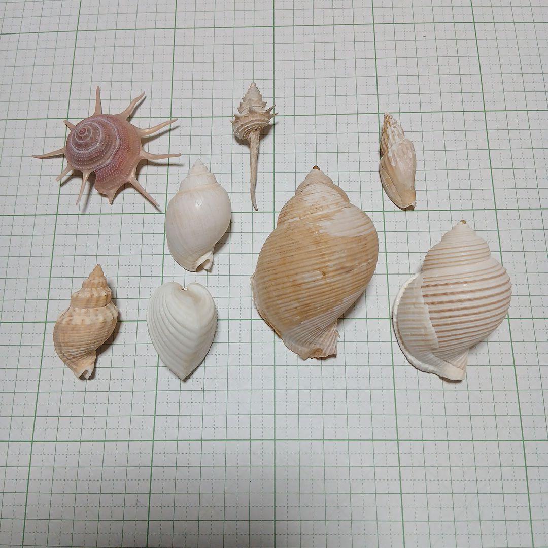 貝殻まとめ売り　27